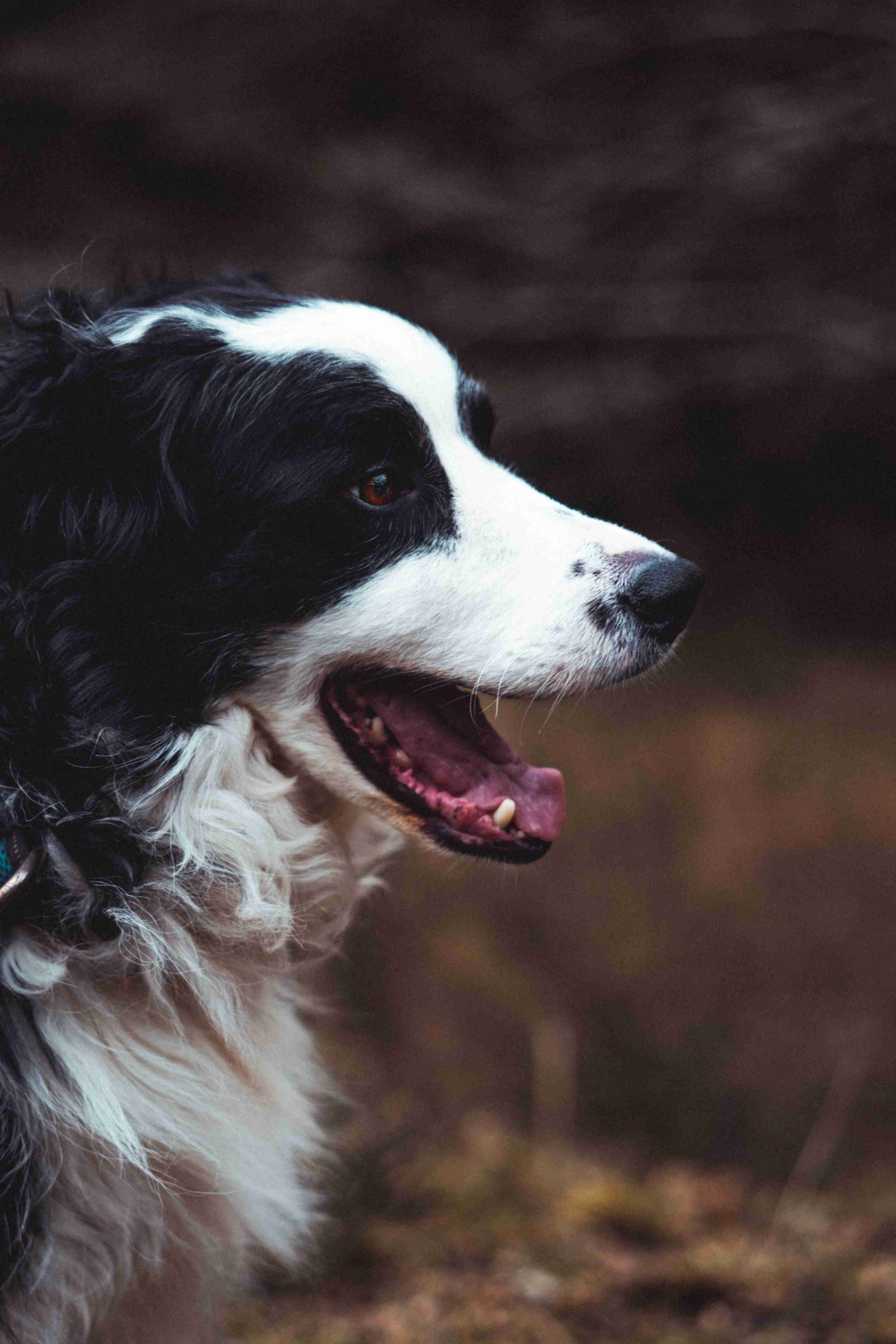 The Ultimate Guide to Choosing the Perfect Collar for Your Border Collie Puppy